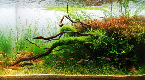 Beautiful Aquascaping Photo Collection - Quertime